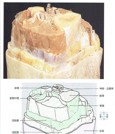 「アトラスとテキスト 人体の解剖 」