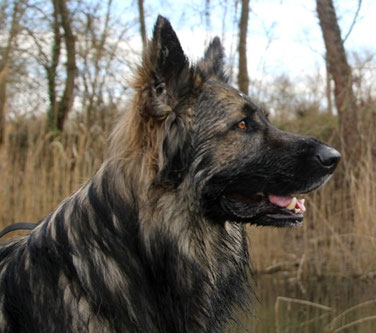 Spike Comme Chiens et Loups - Argenté Charbonné