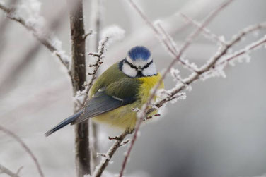 Blaumeise im Garten