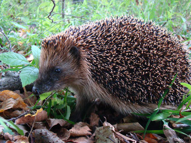 Erinaceus europaeus
