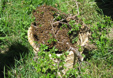 Essaim d'abeilles capturé dans un panier en paille