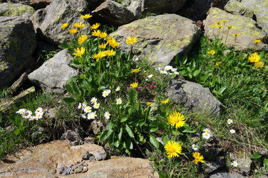 Alpiner Blumengarten, definitiv nicht künstlich