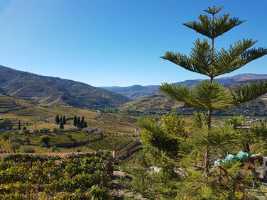 Blick auf das mit Weinbergen gesäumte Douro-Tal