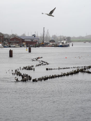 Bild: De Heringszaun in Kapseln an der Schlei