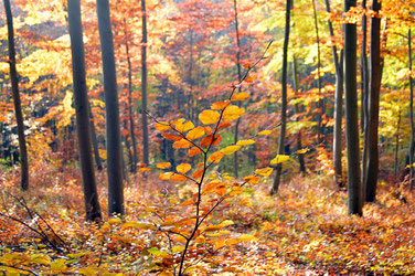 Herbstlicher Wald