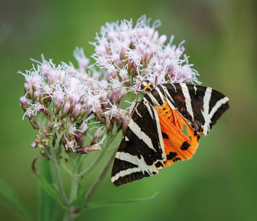 Foto: Manfred Lendle