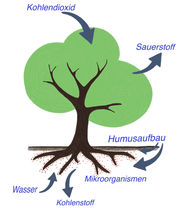 CO2-Speicherung-im-Boden