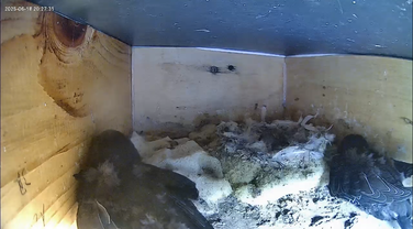 Jungtiere in Nistkasten 1