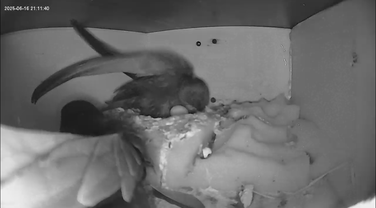 Brütende Elternvögel in Nistkasten 2