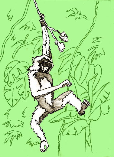 Gibbon 