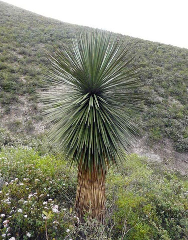 Bild Yucca queretaroensis x ? © Paul Spracklin 