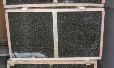 Paquet d'abeilles (environ 1.500 Kg / 15 000 abeilles)