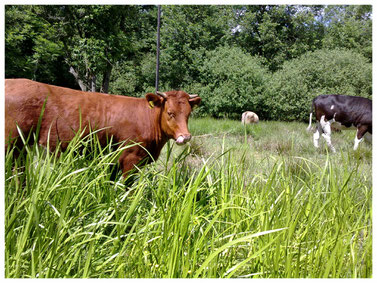 kleine Tour mit Natur und dem Lübbenauer Stadtgraben