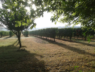 Les vignes coté est