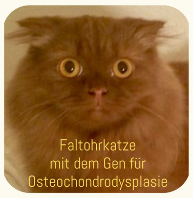 Scottish Fold Langhaar, Züchterin: Martina Gottwald, www.tinjas.de