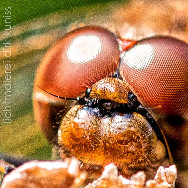 Libelle