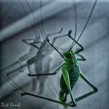 Spieglein Spieglein an der Wand...