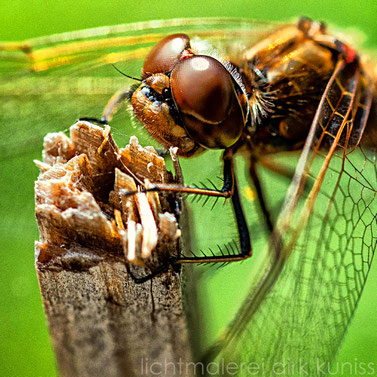 Libelle