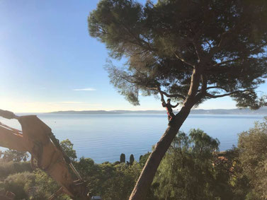 Elagage à Saint-Aygulf