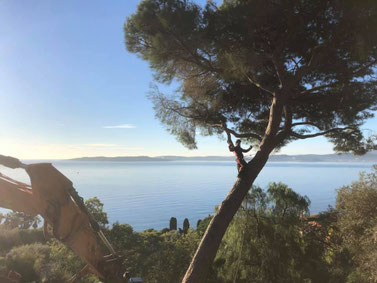 Elagage à Grimaud