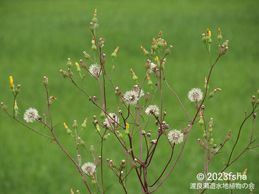 画像：2023/06/10 冠毛をつけたコウゾリナの全景