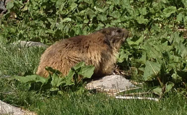 Marmottes - Villard de Lans