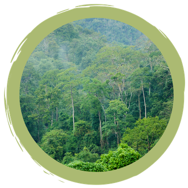 Alltagstipp: Regenwald und Schnitzel???