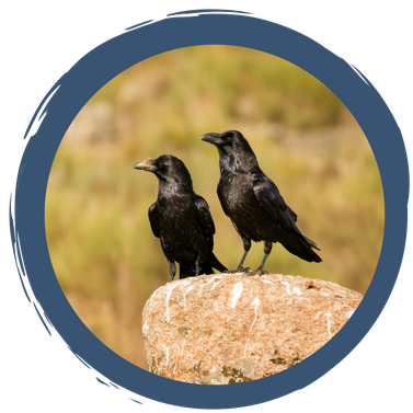 Rabenvögel
