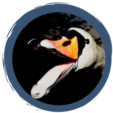 Jedem Vogel sein Schnabel