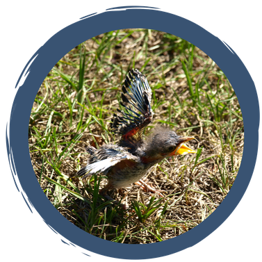 Vogel gefunden - was tun?