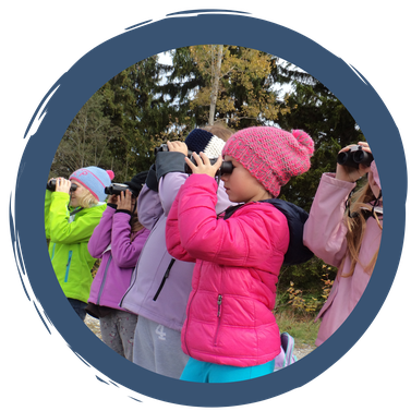 Vogelkunde für Einsteiger