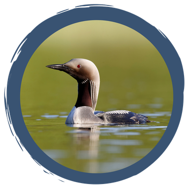 Wintergäste an bayerischen Seen