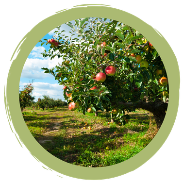 Alltagstipp: Streuobstwiesen & Obsteinkauf