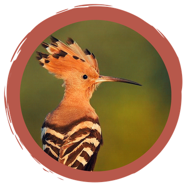 Was der "Vogel des Jahres" 2022 mit unserem Obst zu tun hat