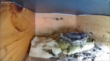 Jungvogel in Nistkasten 1 mit gut sichtbaren Gefiederstrukturen