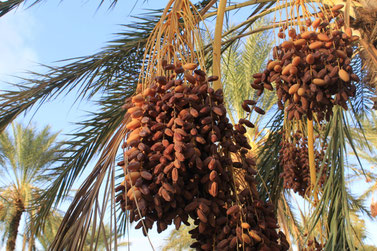Datteln an Palme