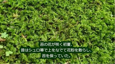 シュロ帚でなでて花粉を散らし、苔を保っていた