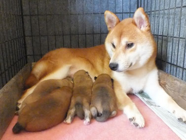 赤柴梅と4頭の仔犬たちの画像