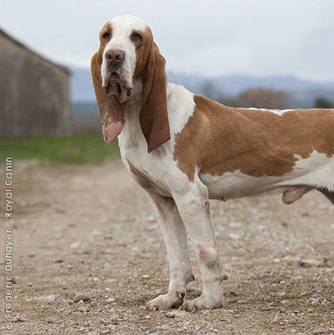 Les Autres Races Espagnoles Galgos Angel