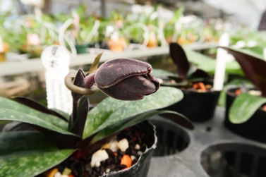 オンゲキ セツナ ハーバリウム・フェアリーズ 全オフホロ 5枚セット HBF MJS-SAKURA LTD/PH #17354 | Deviser ｜株式会社ディバイザー