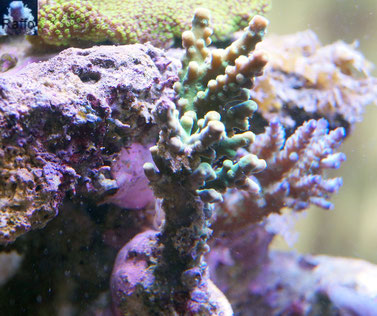 Acropora sp. direkter Strömung ausgesetzt