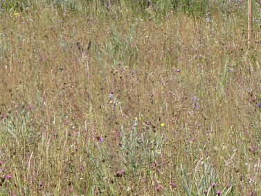 FÖJ/BFD auf einer Insektensafari
