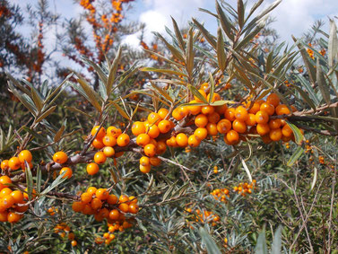Sanddorn mit orangen Früchten - viel Vitamin C, gesund