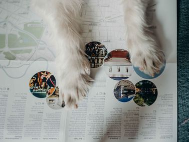 Top 5 Dog-friendly Places in Berlin