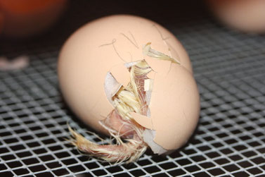 Ein Küken schlüpft aus einem Ei in der Brutmaschine