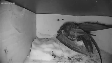 Familie nachts in Kasten 1