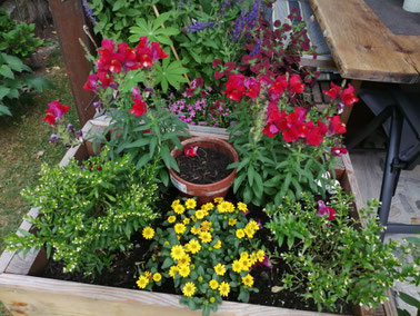 Hochbeet mit bunten Blumen