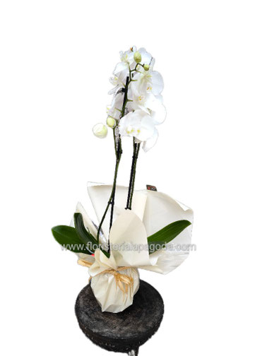 Phalaenopsis blanca de 2 varas