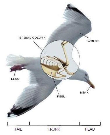 3. Aves - Bilingual Natural Science. I.E.S. Elcano (Sanlúcar Bda.)