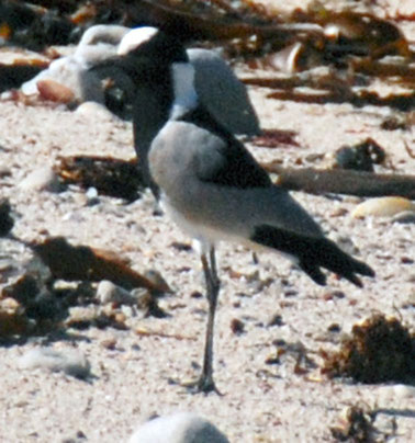 Blacksmith Lapwing or Plover at Stony Point.